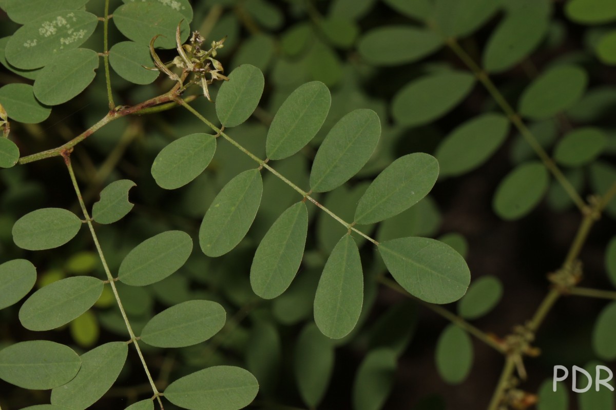 Indigofera tinctoria L.